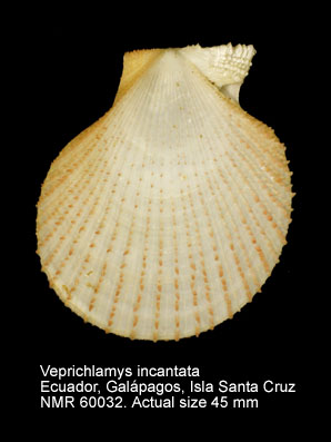 Veprichlamys incantata.jpg - Veprichlamys incantata(Hertlein,1972)